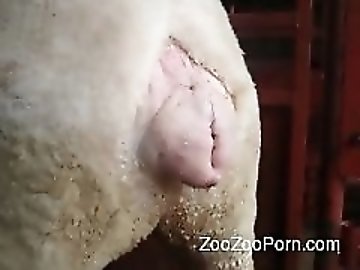 Sucking zoo